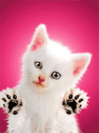 pic for ANIMATED CAT